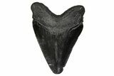 Juvenile Megalodon Tooth - South Carolina #340418-1
